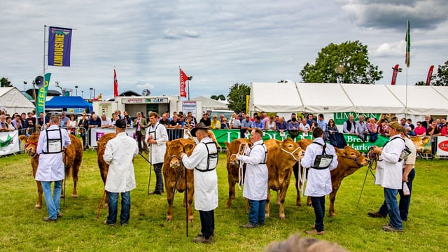 Video: Hundreds of cattle battle it out for top honours at the Tullamore Show