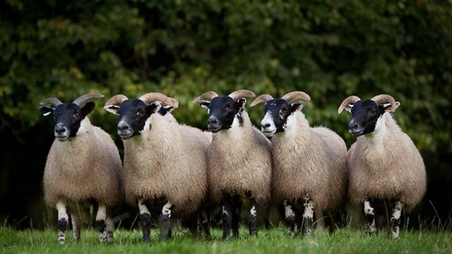 Mandatory NI sheep dipping course in force for autumn 2017