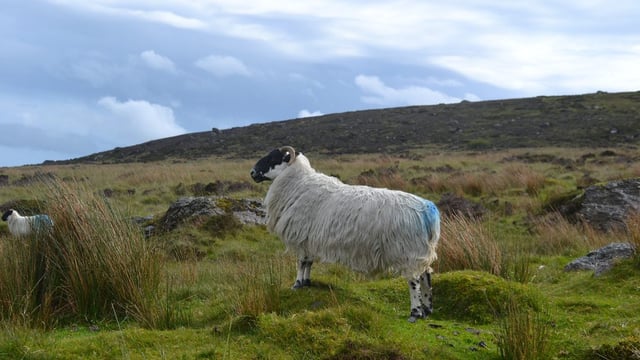Farmers on Comeragh Mountains awarded €119k for biodiversity