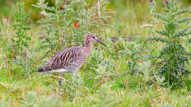 Breeding Waders EIP: Over 30 curlew chicks to be released