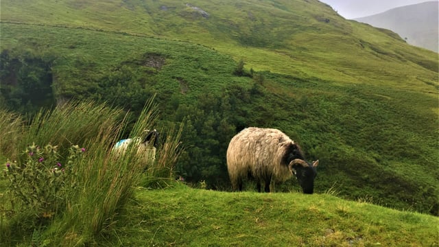 Mayo Blackface Group breathes new life into western hills