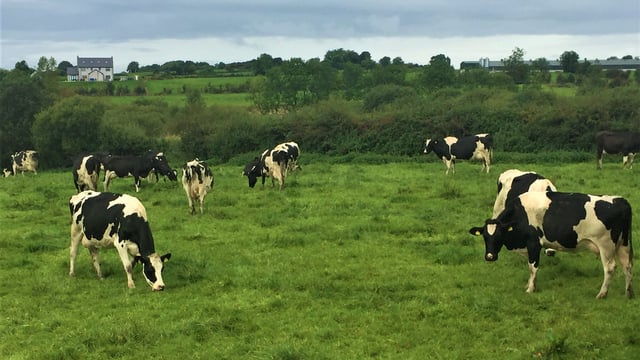 Growing more grass and producing more milk solids in Co. Cavan