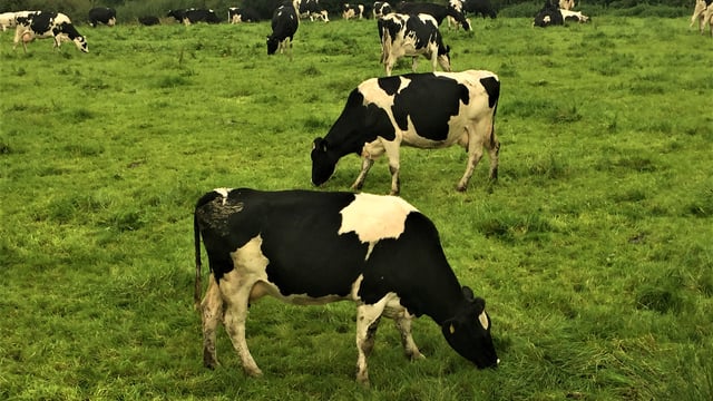 Grazing infrastructure - if you build it, the cows will come
