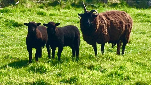 Mayo woman develops wool business off the back of her sheep
