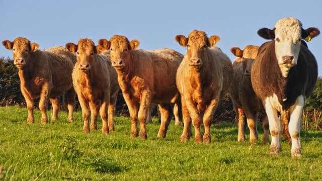 'Meat factory price drop totally unacceptable'