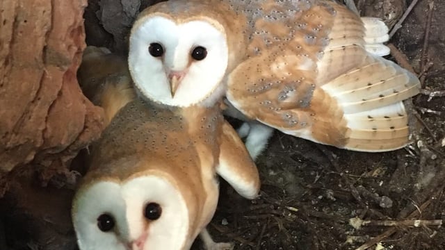 Co. Down farmer helps to rear barn owl chicks