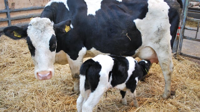 What is Johne's disease?