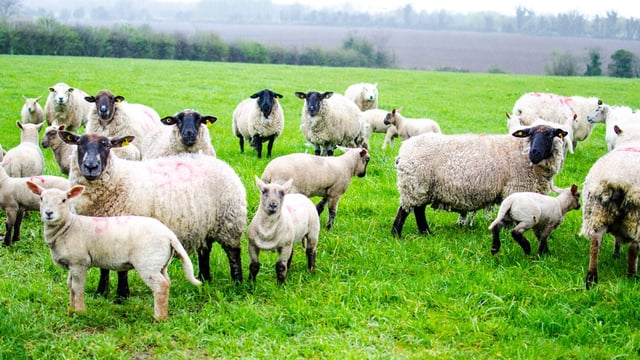 Donegal dog owner ordered to pay €10,000 after sheep attack