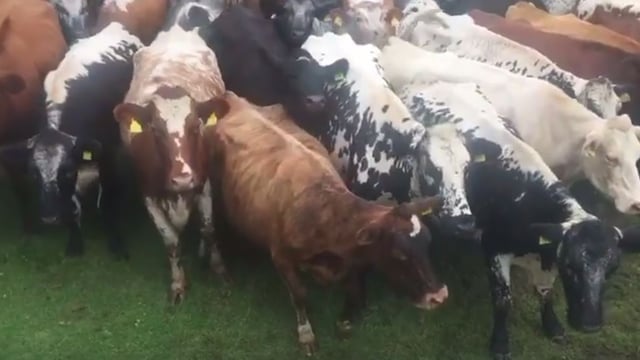 Irish farmer to send 70 cows to UK sanctuary to save them from slaughter
