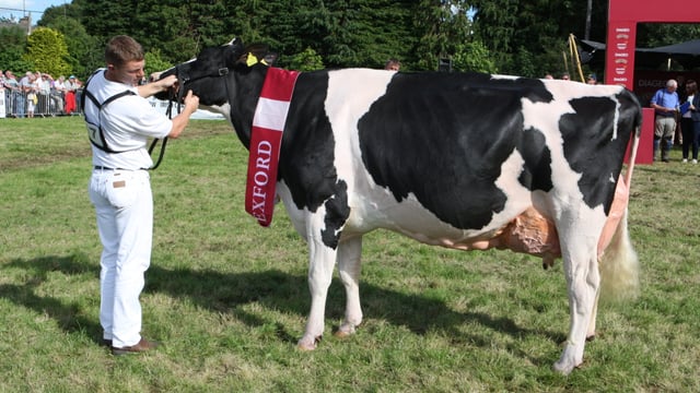 Next week's Baileys cow competition promises elite line-up