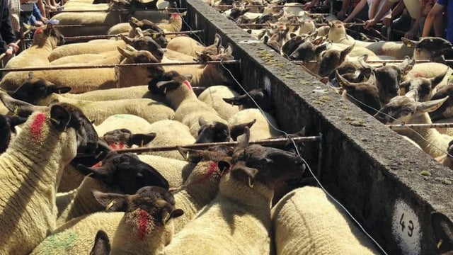Ewe lambs reach €180 at this year's Tullow show and sale