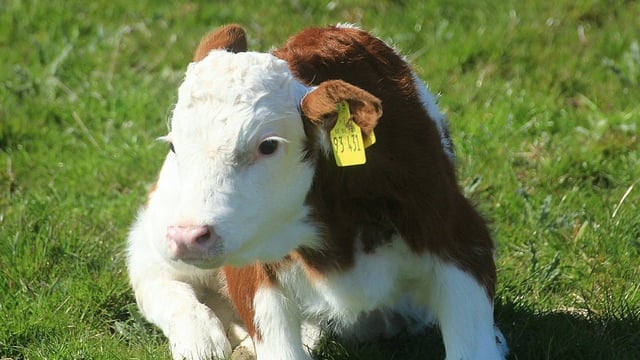 Farm accident survivor builds up organic enterprise
