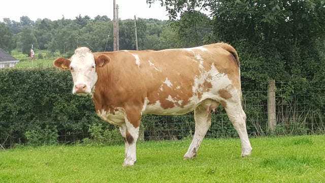 We are losing too many suckler cows
