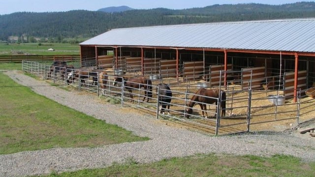 Horse rescue appeals to farmers for hay barns