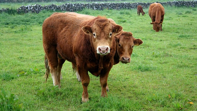 Urgent response sought for beef and mushroom farmers