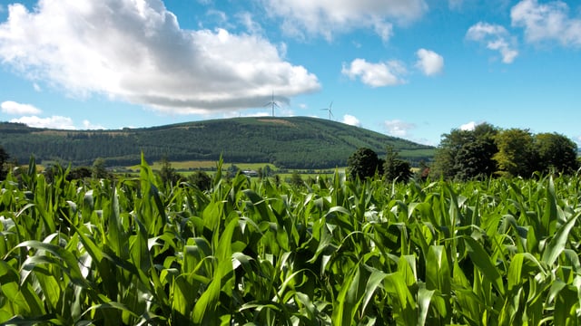 Genetically modified maize gets green light for food and feed