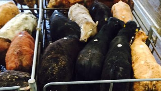 Protest against live exports planned