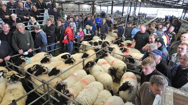 IFA warns that Creed must deal with 'unfair' EID costs