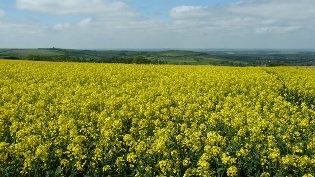 Tillage: Concern about cabbage seed weevils in rape crops