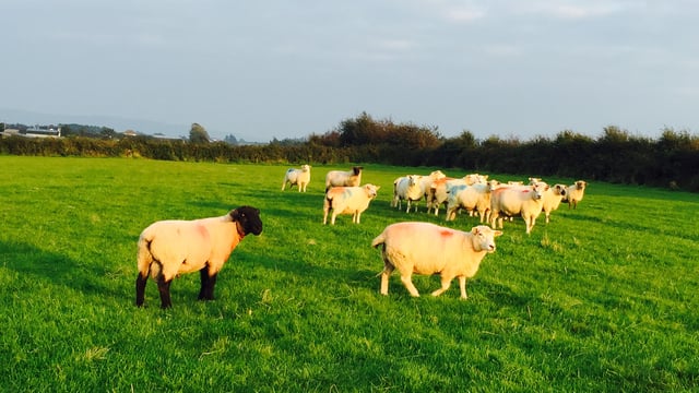 Is your ram ready for the breeding season? Here's what to look out for...