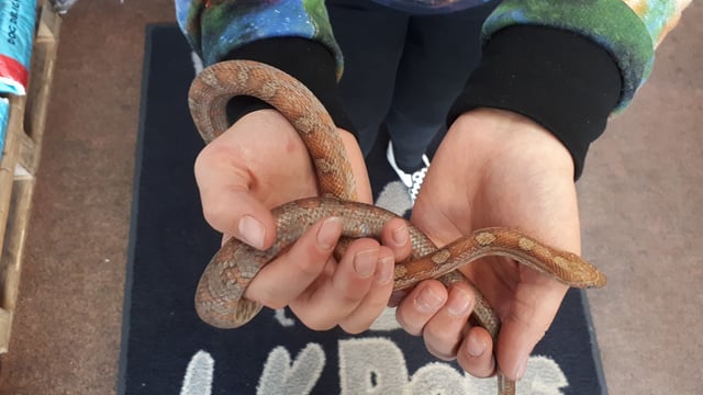 Farmer finds a snake on his land while checking livestock