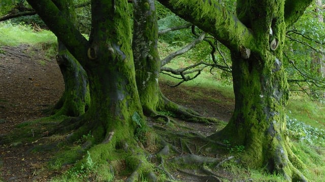 Agriculture, logging, and livestock farming top threats to world's trees - report