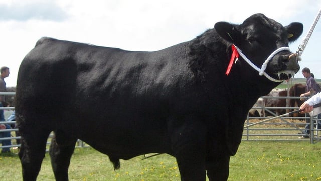 50 years of the Irish Angus Cattle Society to be celebrated at 'Ploughing' 2017