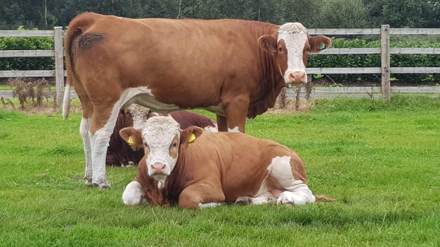 BDGP forcing pedigree breeders to 'narrow' bloodlines