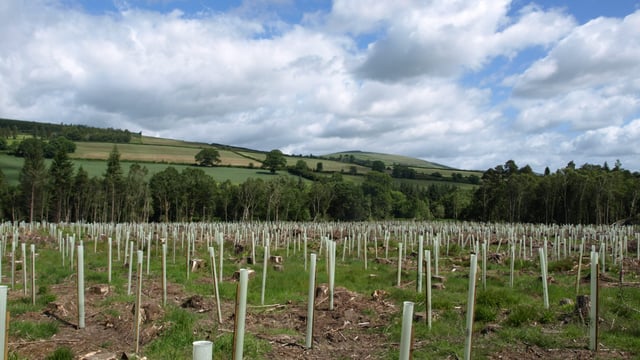 10,000 Irish oaks planted in 1 native forest restoration