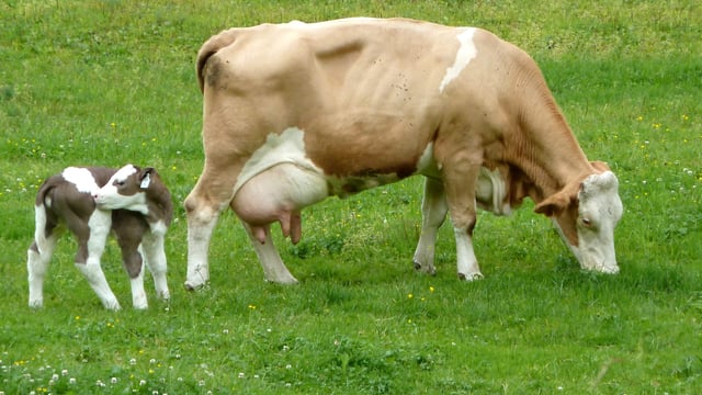 Fleckvieh cows: An alternative for cross breeding?