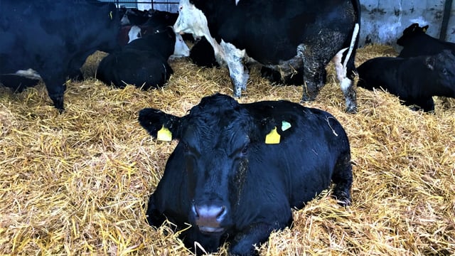Video: Behind the scenes on ABP's dairy-beef farm
