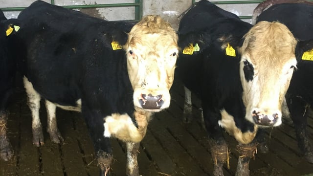 Farmers 'vote with their feet' on beef sires