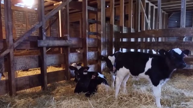 Quadruplet heifer calves confirmed in New Zealand following DNA test