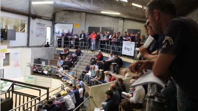 Suffolk ram comes out on top at Sheep Ireland's sale