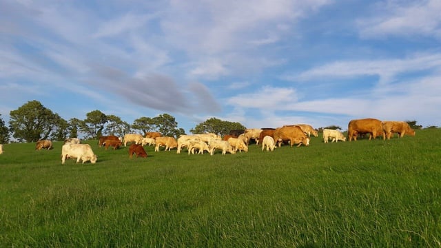 Budget 2019: €20 million 'Beef Environmental Efficiency Pilot' on the way