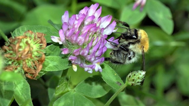 Maintaining what we've got to stop pollinator decline