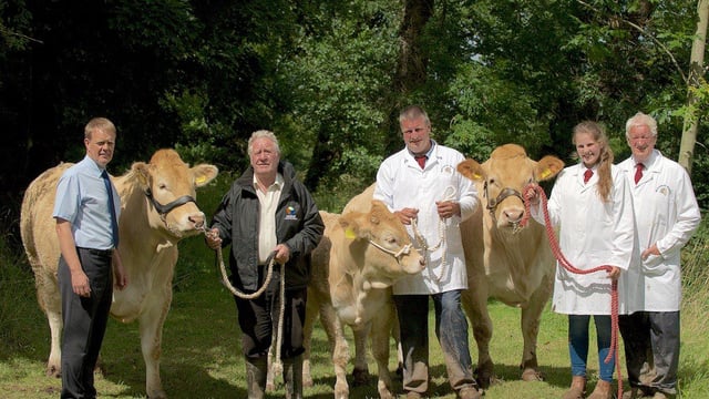 Some like them Blonde: Behind the scenes at NI's top Blonde herds