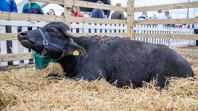 Cork buffalo farmer seeks partnerships