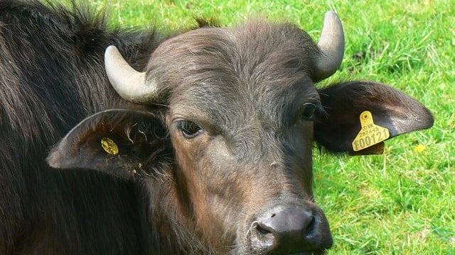Macroom buffalo farmer to say 'ciao' in Aldi marquee at Ploughing
