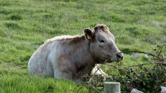 Compulsory BVD testing extends to older animals