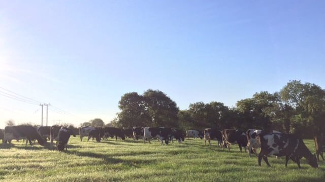 Grass advice: Don't generalise your closing cover targets