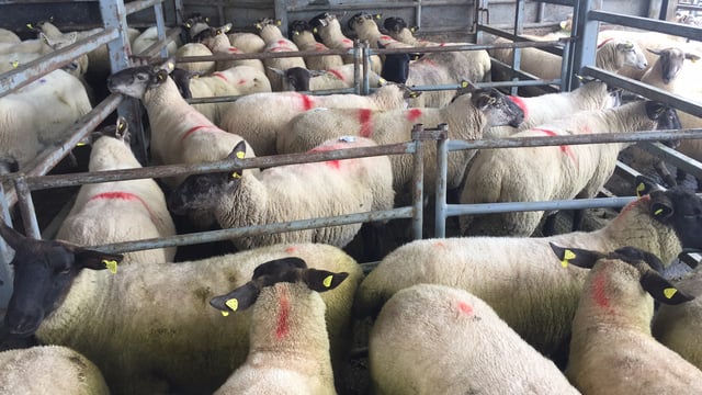 Sheep trade: 510c/kg top price as factories remain mute on quotes