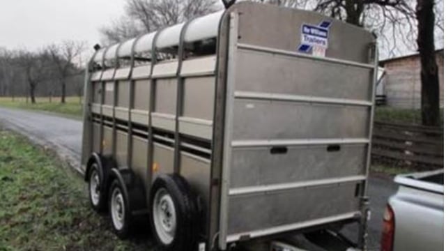 Video: Cattle attempt 'great escape' from trailer