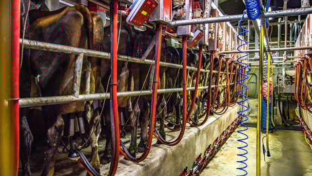 Kerry reveals June milk price