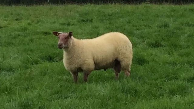 Should sheep farmers get a 'BEEP' of their own?
