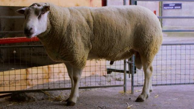 'Sheep genomic testing too important to let fall by the wayside'