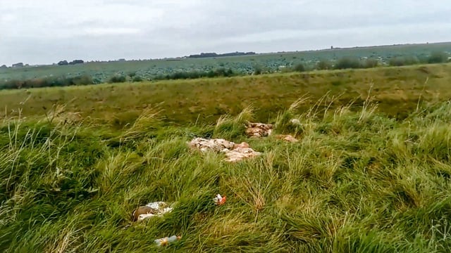 Video: UK dog walker finds butchered sheep dumped