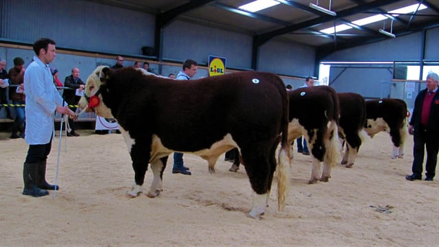 Pics: Large crowds and big money at Hereford show and sale