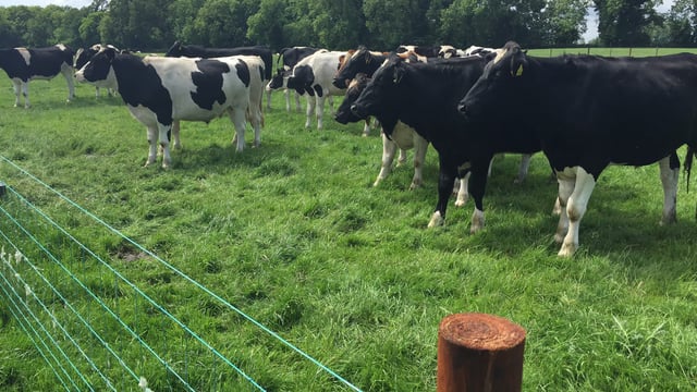 Is there money to be made in black and white beef this winter?