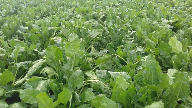 'Beet is the cheapest conserved forage to grow'